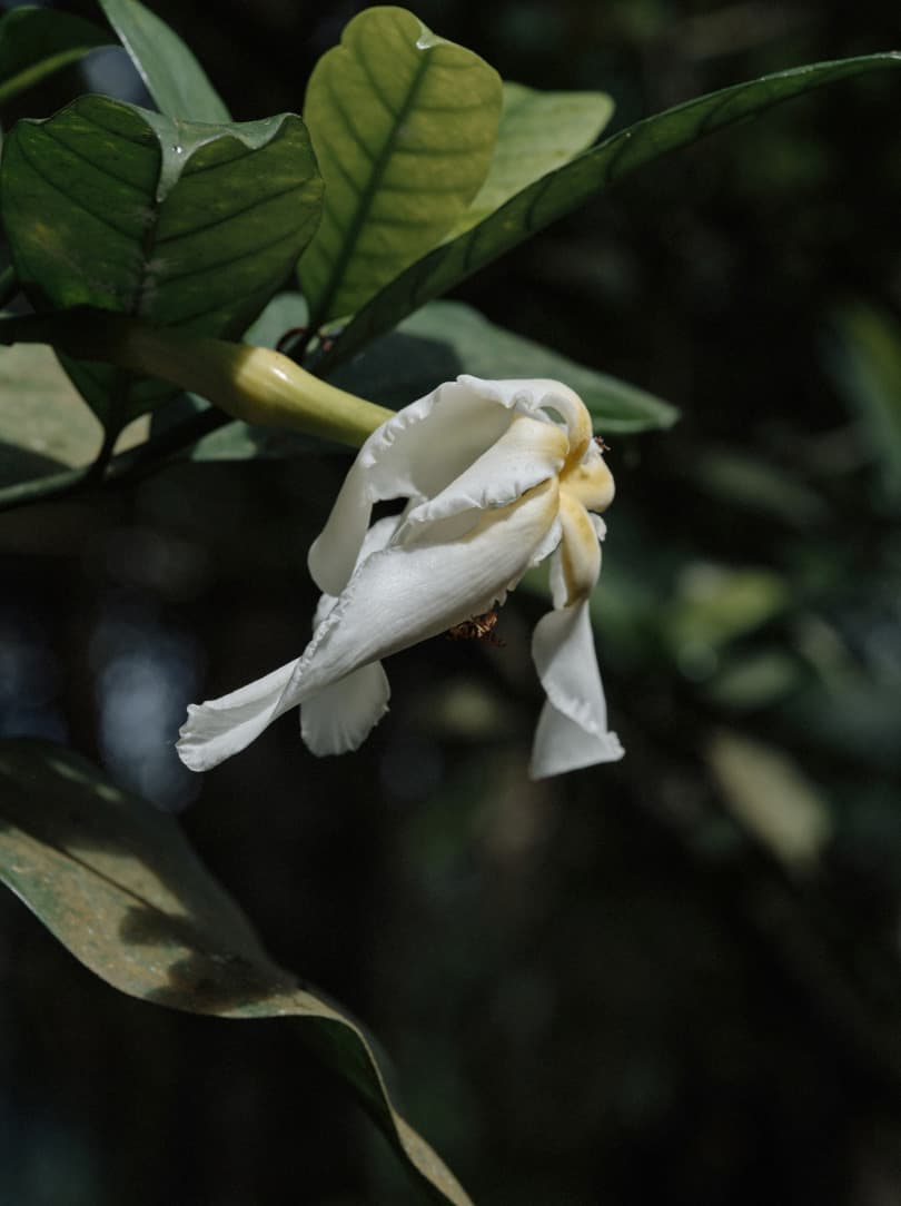 agobay ZL 0031 tian-taru 18 agobay ZL 0031 tian-taru 18