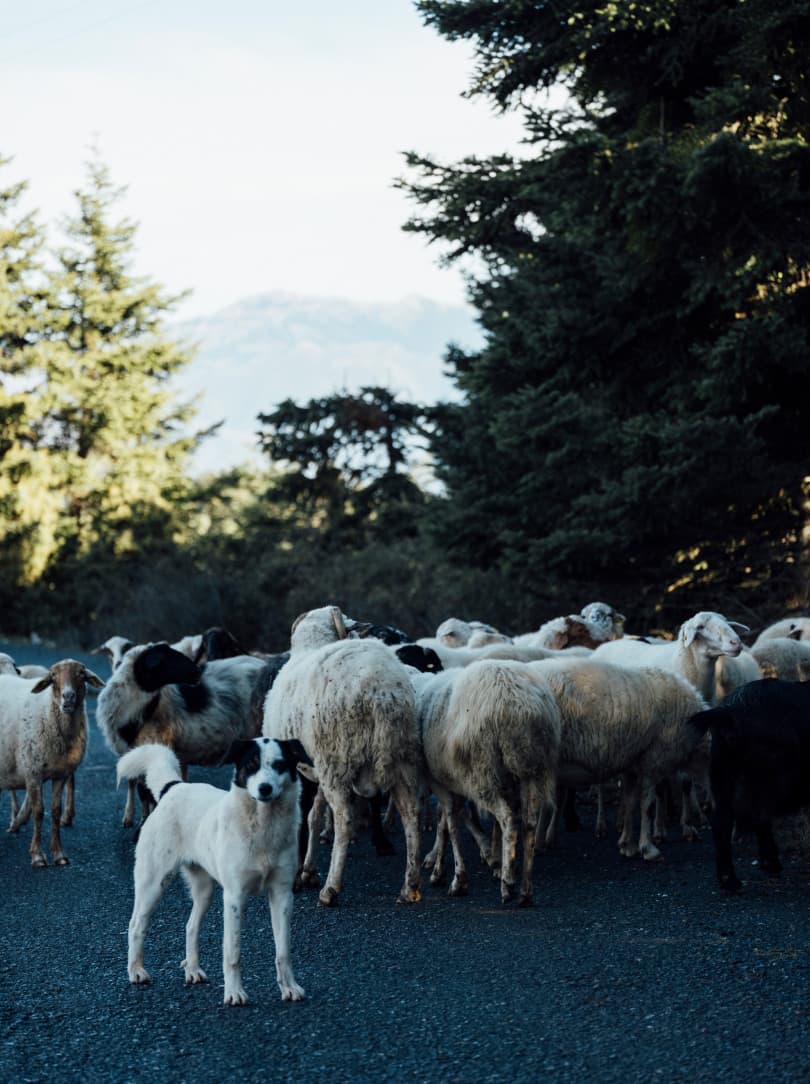 agobay MT 022 manna-39 agobay MT 022 manna-39