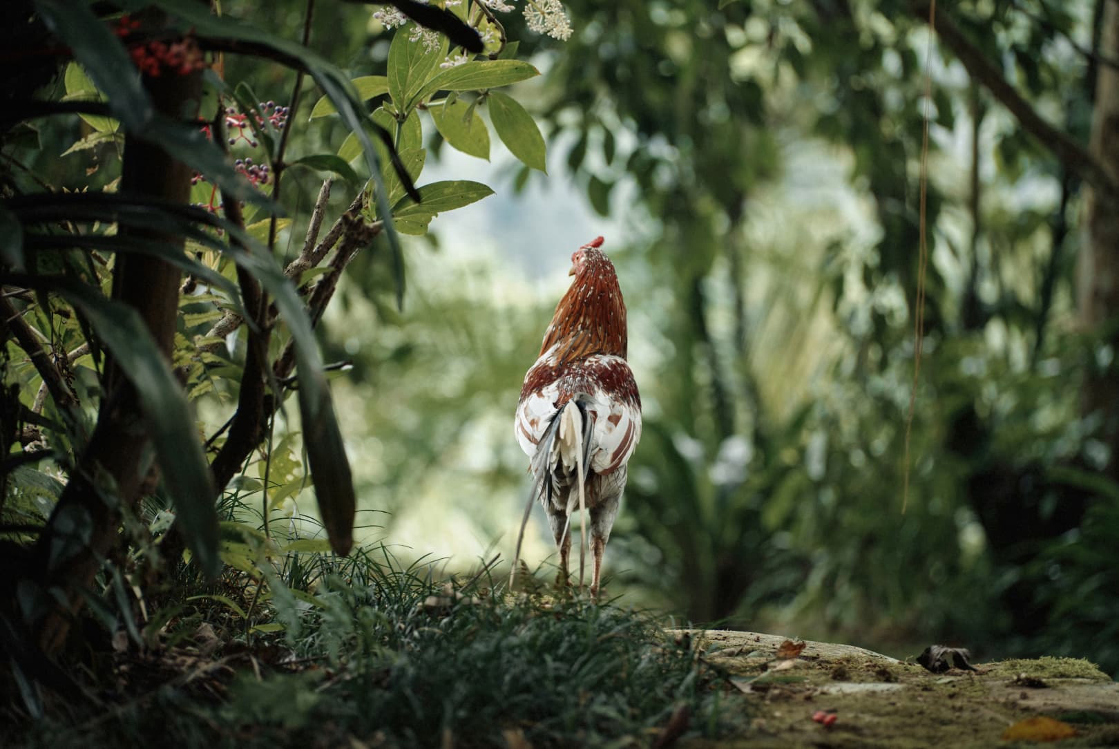 agobay ZL 0031 tian-taru 3 agobay ZL 0031 tian-taru 3