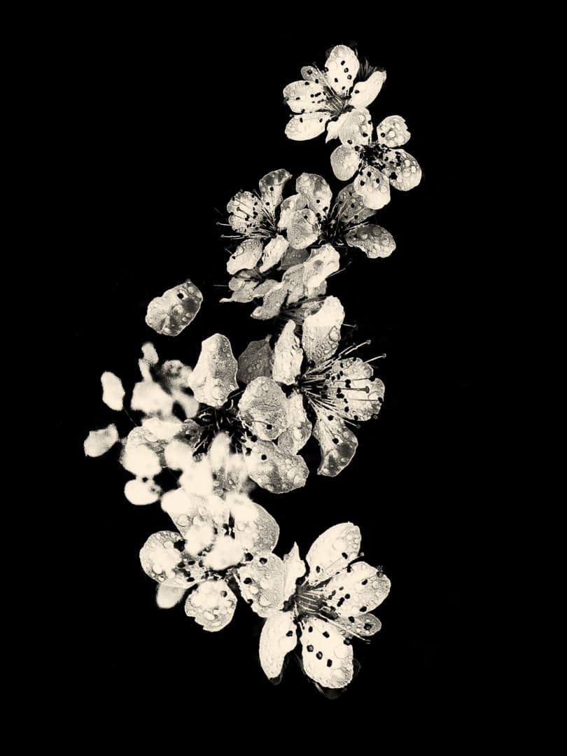 Kyoto-2019-©-Paul-Cupido Kyoto-2019-©-Paul-Cupido