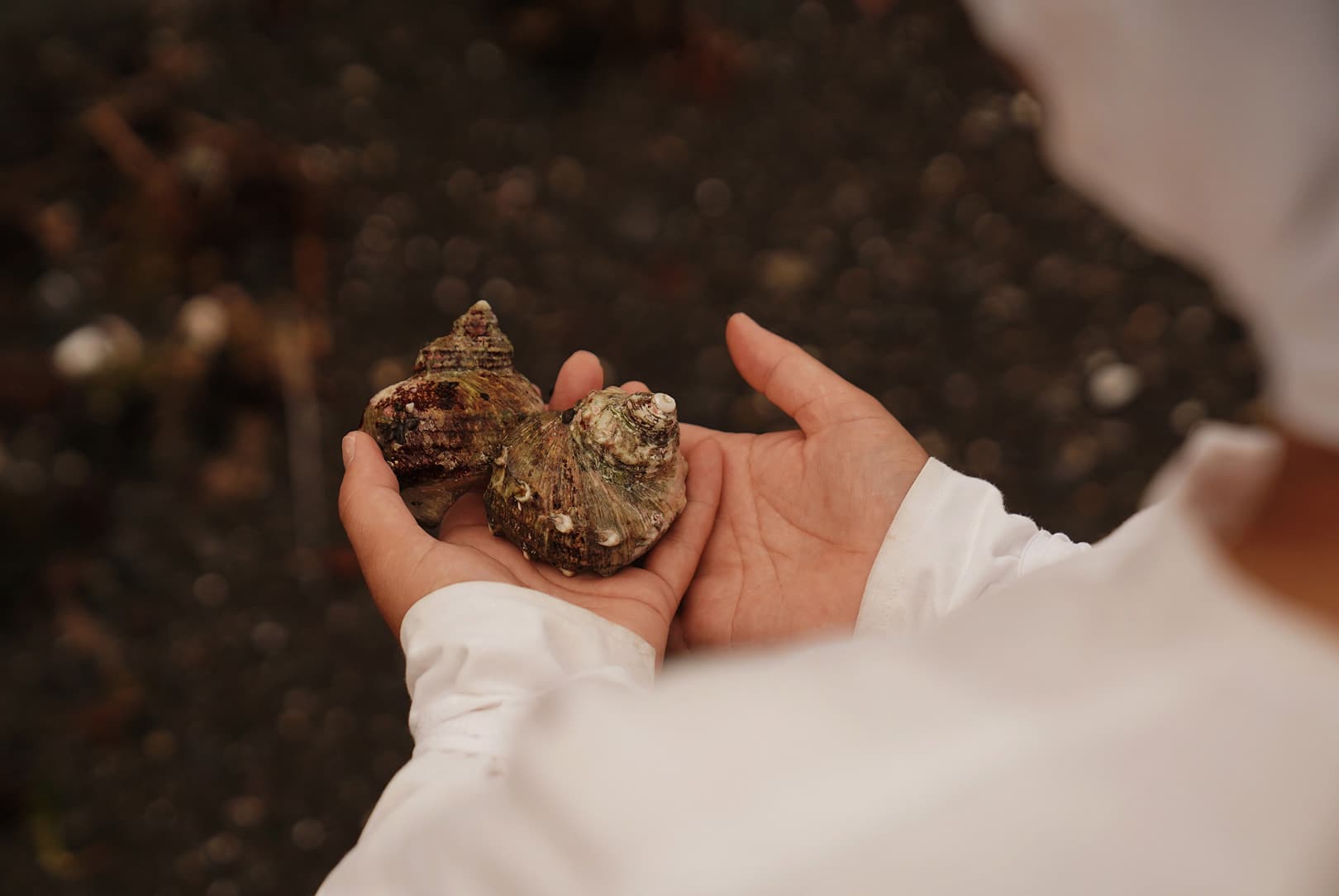 agobay AG 0046-ama-divers 07 agobay AG 0046-ama-divers 07