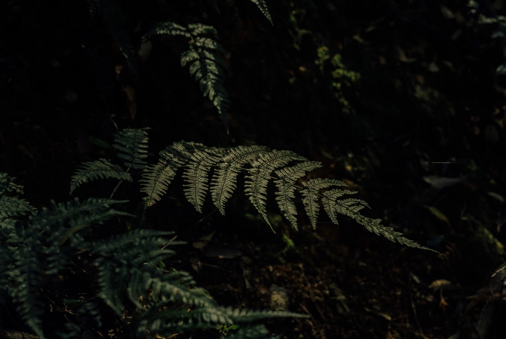 agobay 0042 mt zazen-meditation-215 agobay 0042 mt zazen-meditation-215