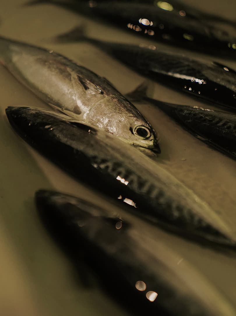 agobay AG 0046-ama-divers 68 agobay AG 0046-ama-divers 68