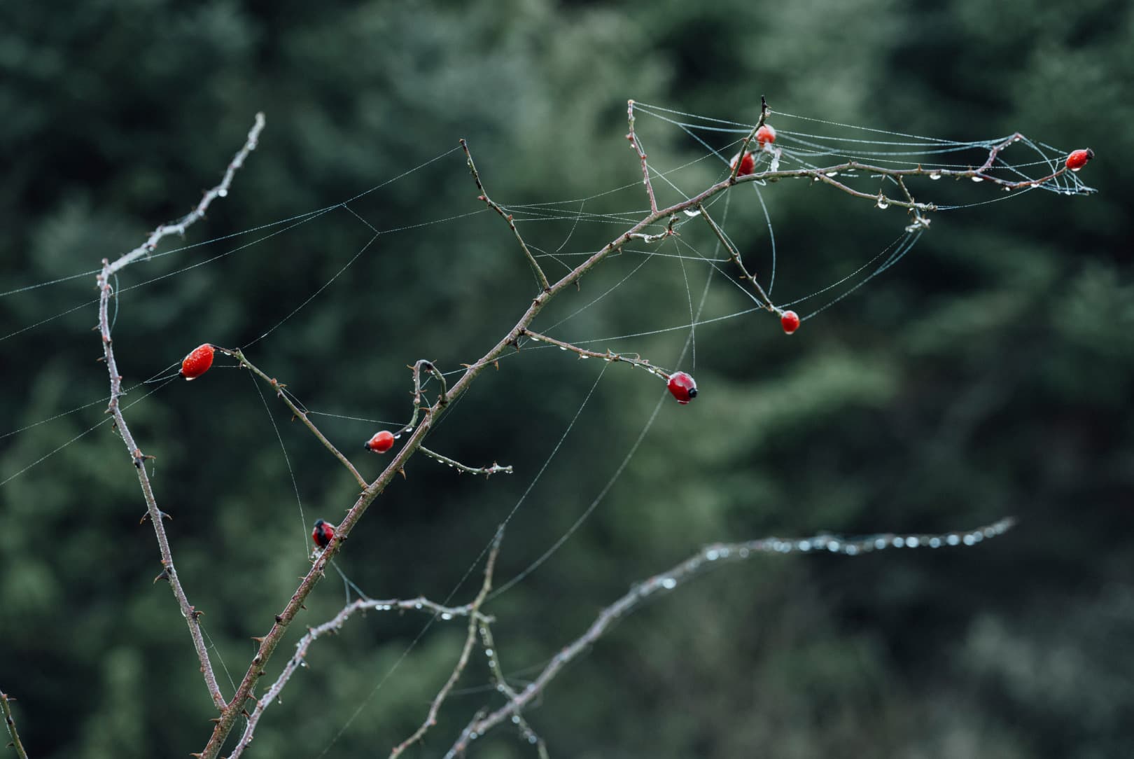 agobay MT 022 manna-124 agobay MT 022 manna-124