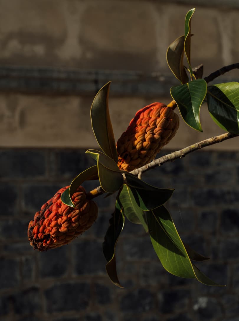 agobay MT 022 manna-28 agobay MT 022 manna-28