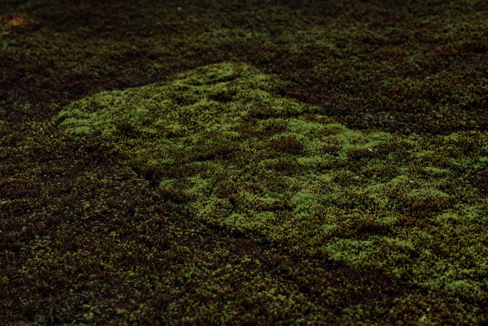 agobay 0042 mt zazen-meditation-157 agobay 0042 mt zazen-meditation-157