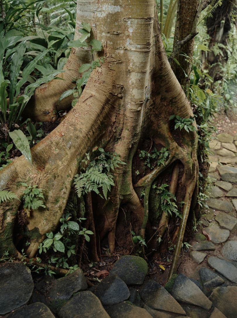 agobay ZL 0031 tian-taru 19 agobay ZL 0031 tian-taru 19