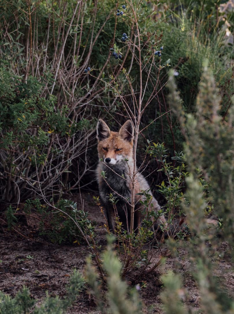 agobay MT 019 pateos-3 agobay MT 019 pateos-3