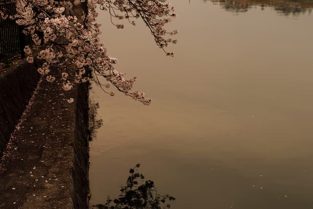 Zazen Summer Sessions