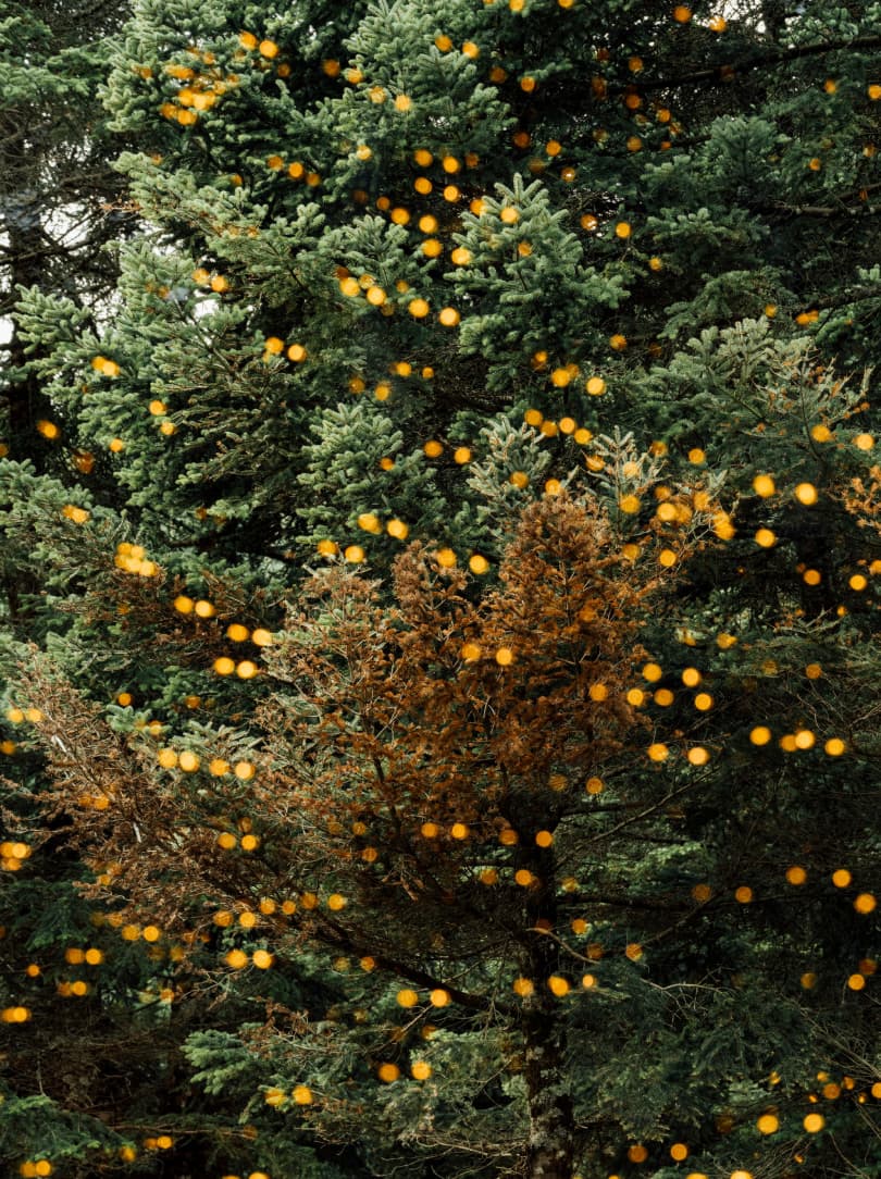 agobay MT 022 manna-34 agobay MT 022 manna-34