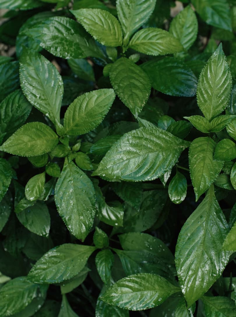 agobay ZL 0031 tian-taru 5 agobay ZL 0031 tian-taru 5