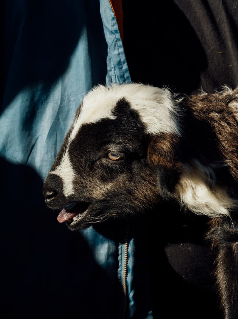 agobay MT 022 manna-139 agobay MT 022 manna-139