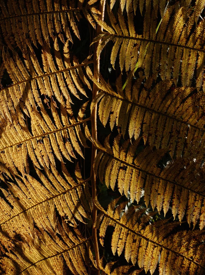 agobay ZL 0031 tian-taru 40 agobay ZL 0031 tian-taru 40