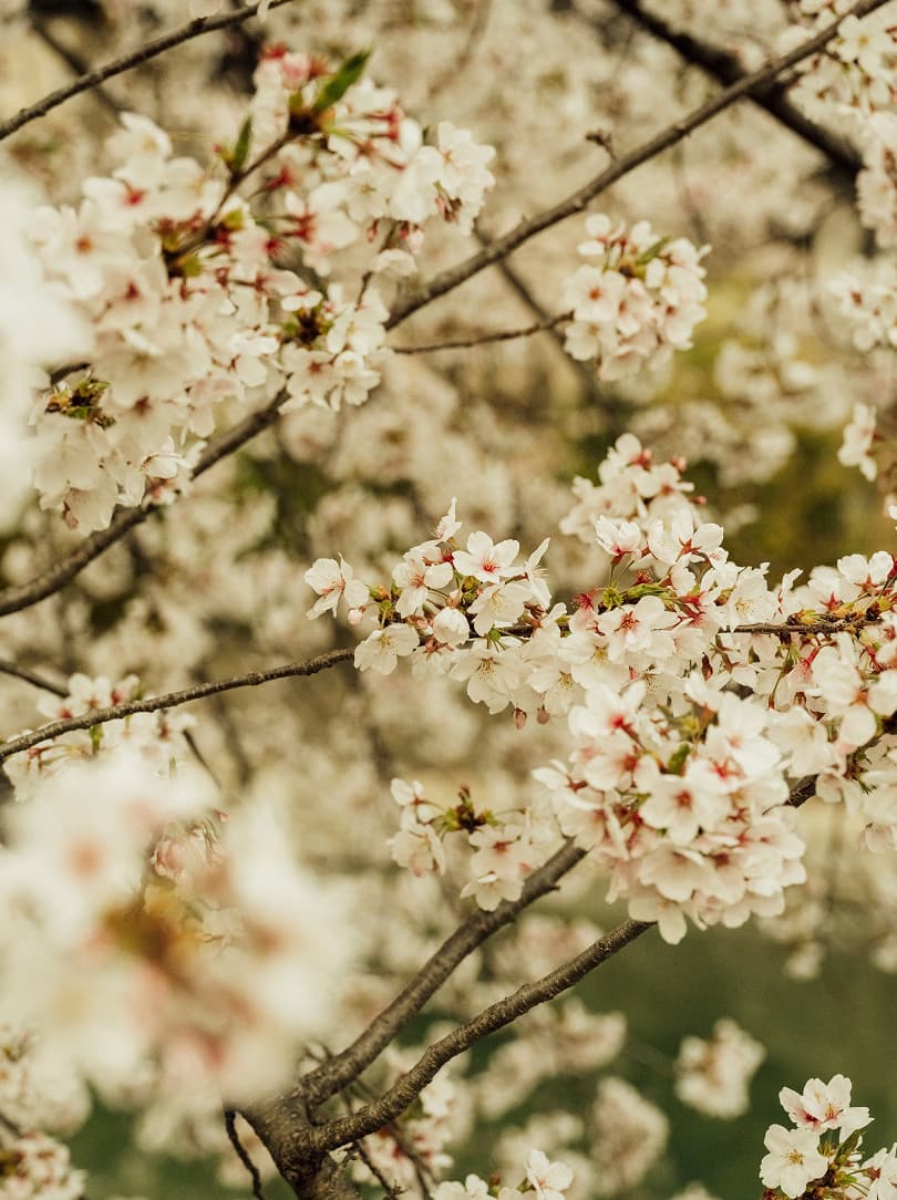 agobay-MT-0040-hatake-9 agobay-MT-0040-hatake-9