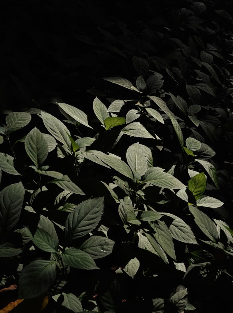 agobay ZL 0031 tian-taru 39 agobay ZL 0031 tian-taru 39