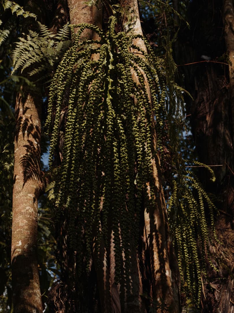 agobay ZL 0031 tian-taru 10 agobay ZL 0031 tian-taru 10