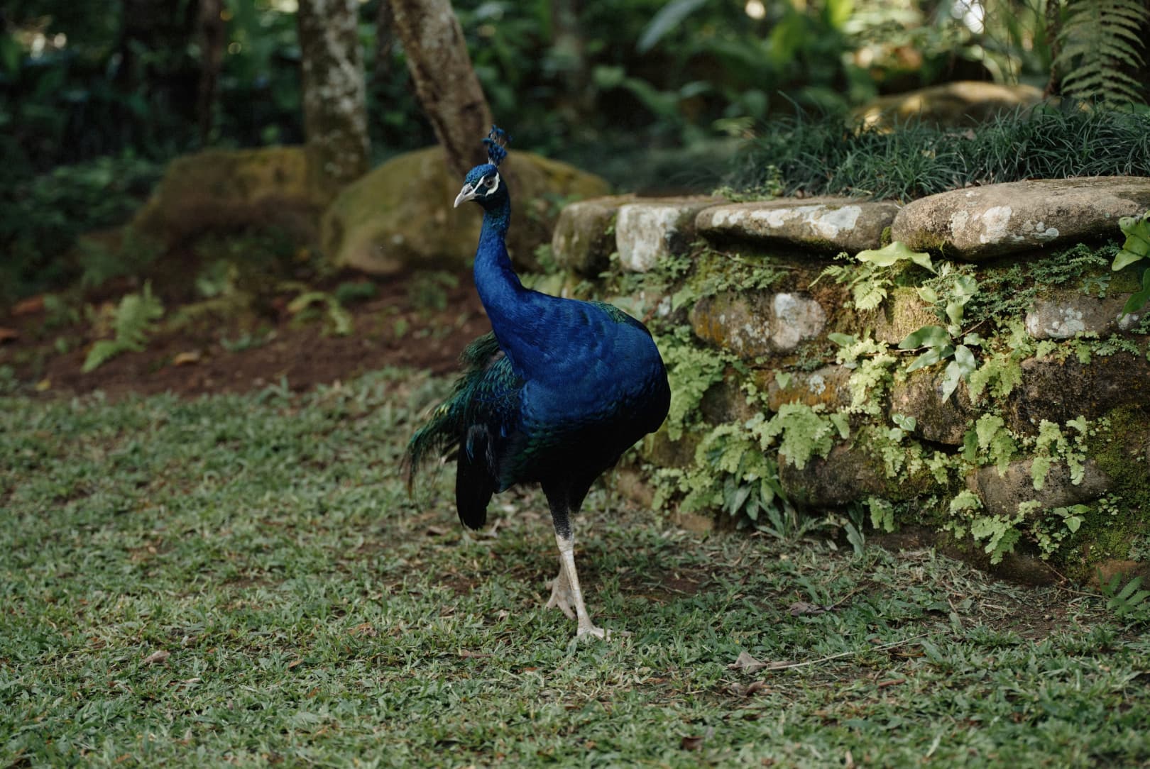 agobay ZL 0031 tian-taru 57 agobay ZL 0031 tian-taru 57