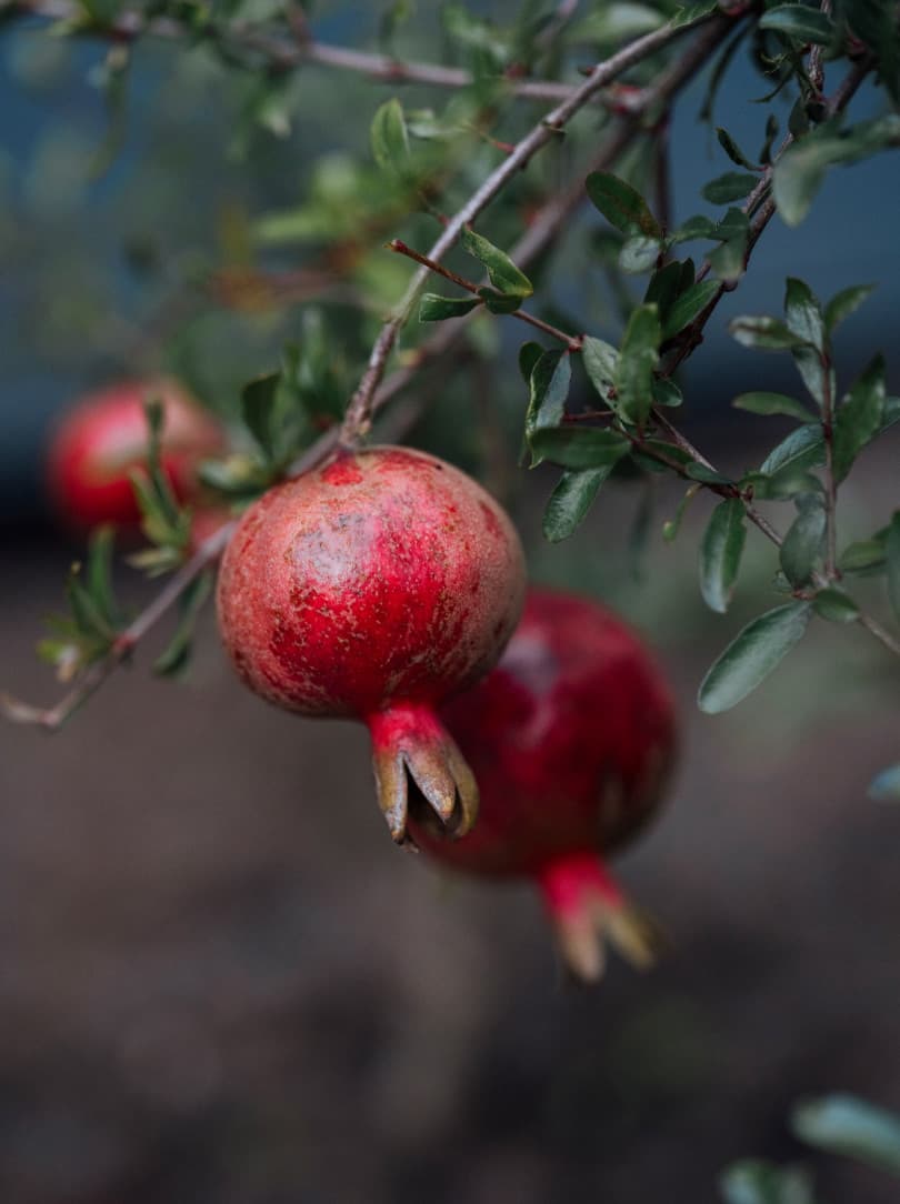 agobay MT 019 pateos-15 agobay MT 019 pateos-15