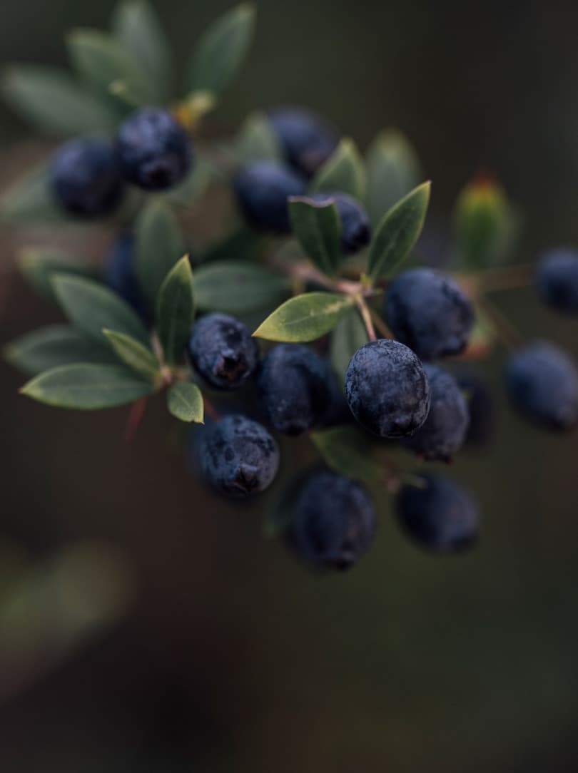 agobay MT 019 pateos-195 agobay MT 019 pateos-195